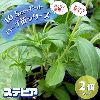 Amazon.co.jp: ハーブ苗 ステビア 2個セット【おうちで簡単